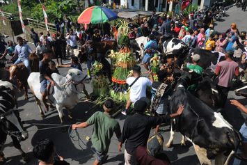 Unik, di Boyolali Ada Tradisi Lebaran Sapi