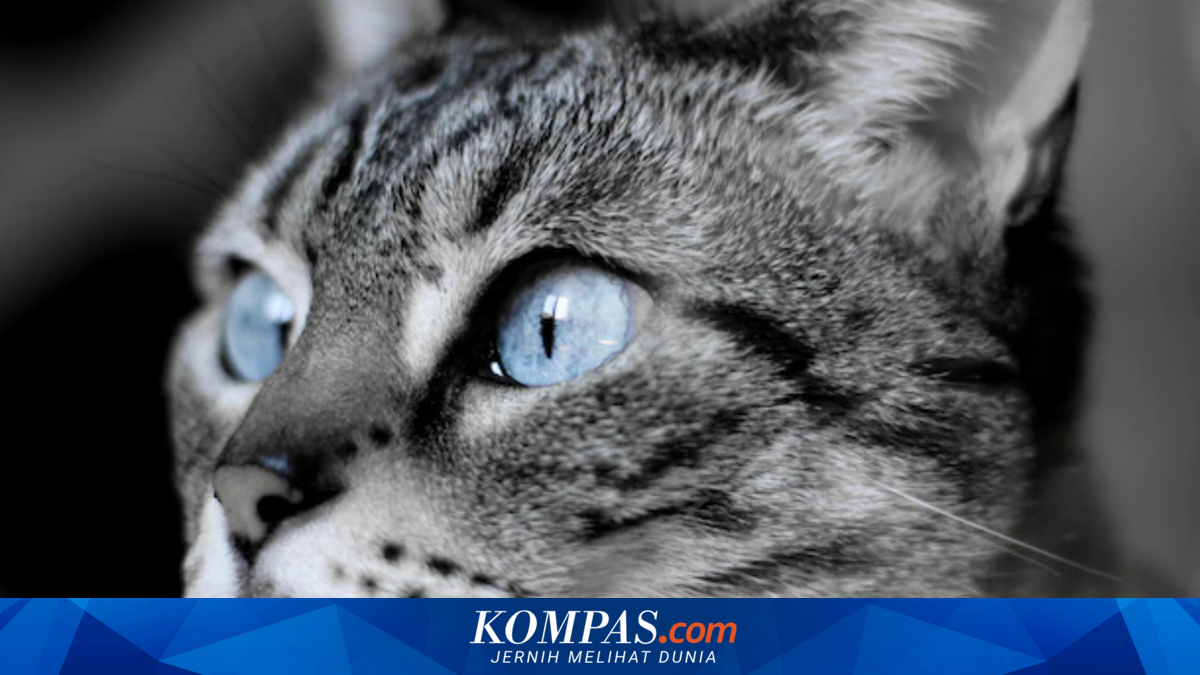 Mata Kucing Berselaput Tanda Masalah Kesehatan, Ini Cara Mengobatinya