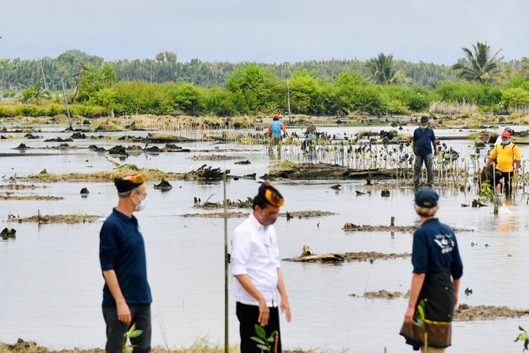 Presiden Jokowi saat menanam mangrove bersama duta besar negara sahabat dan masyarakat di Desa Bebatu, Kecamatan Sesayap Hilir, Kabupaten Tana Tidung, Provinsi Kalimantan Utara, Selasa (19/10/2021).