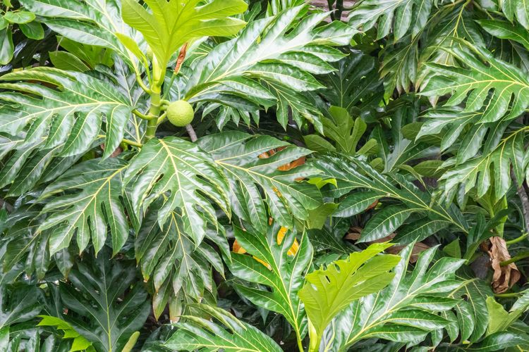 Ilustrasi pohon sukun, tanaman sukun, daun sukun. 