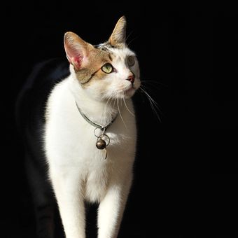Ilustrasi kucing di rumah. 