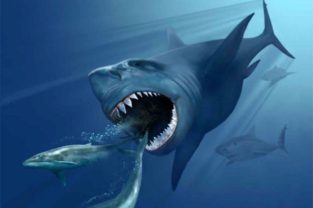 Ilustrasi megalodon. 