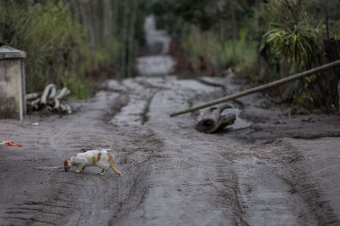 UPDATE Korban Erupsi Semeru: 46 Orang Meninggal Dunia, 9 Orang Hilang