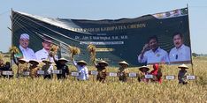 Ikuti Panen Raya di Cirebon, Irjen Kementan Pastikan Jumlah Ketersediaan Beras Nasional Bertambah