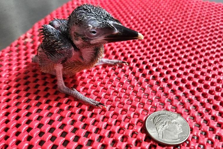 Punah Sejak 1988, Burung Raja Udang Mikronesia Berhasil Menetas di Kebun Binatang