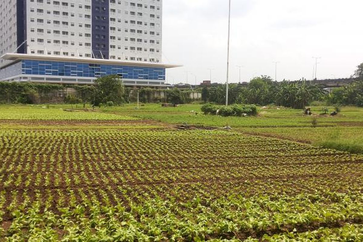 Sebuah lahan di Jalan Pramuka Raya, Cempaka Putih, Jakarta Pusat yang dimanfaatkan oleh Pemerintah Provinsi DKI Jakarta untuk kebun sayur. Lahannya sendiri berada bawah penguasaan seorang warga yang tengah bersengketa dengan pihak lain. Foto diambil pada Rabu (1/3/2017).