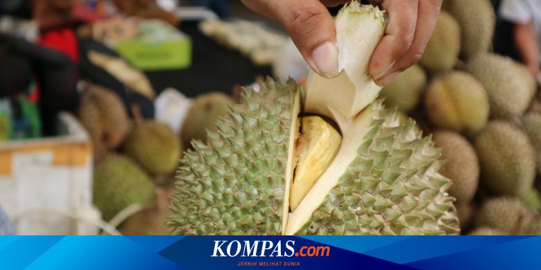 Beginilah Jika Juara Durian Malaysia Ditanam Di Indonesia