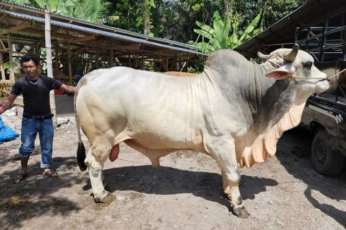 Jokowi Kurbankan Sapi Brahman Seberat 884 Kg untuk Korban Gempa Pasaman