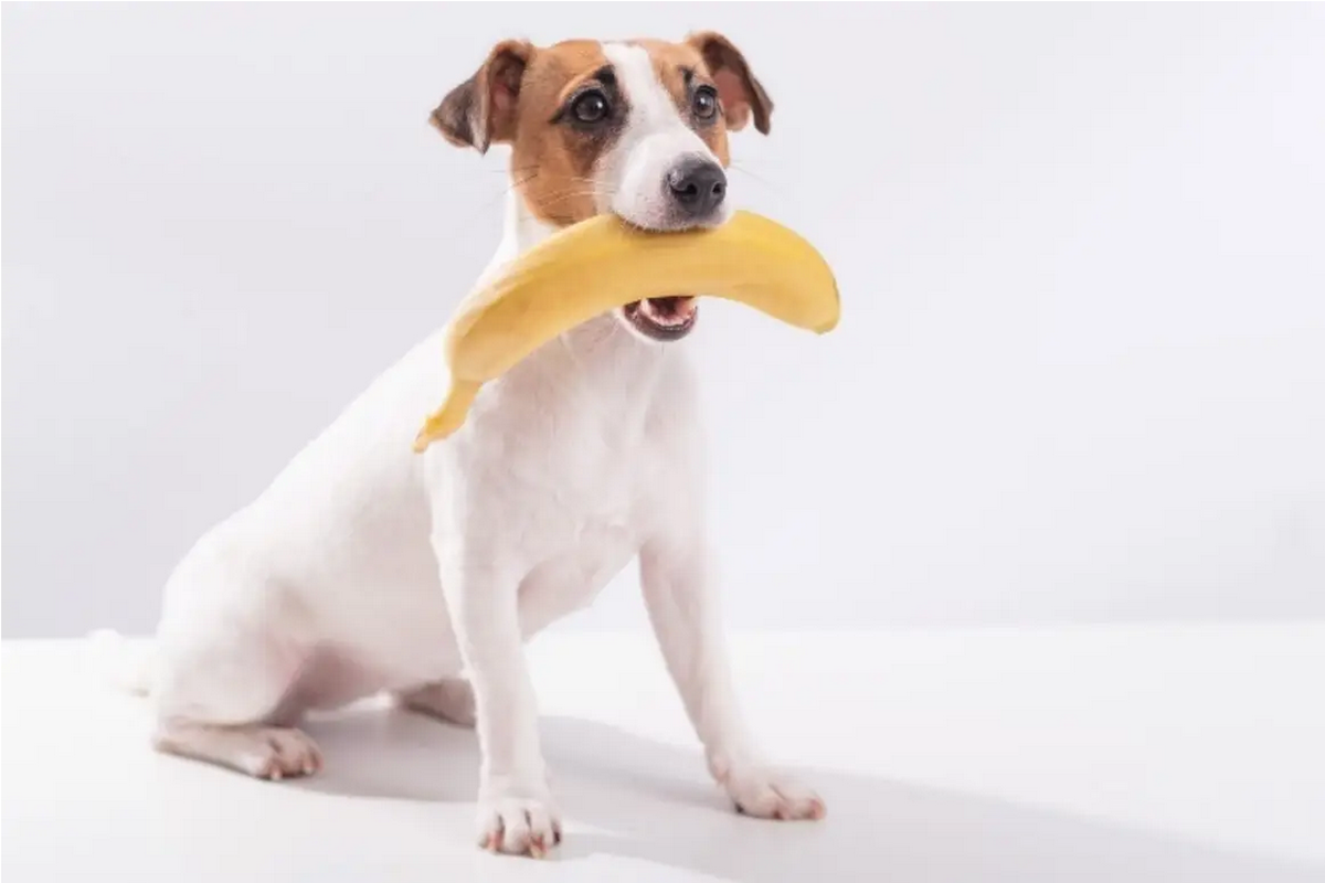 Ilustrasi anjing makan pisang.