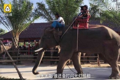 Pemandu Wisata Asal China Diinjak Gajah hingga Tewas di Thailand