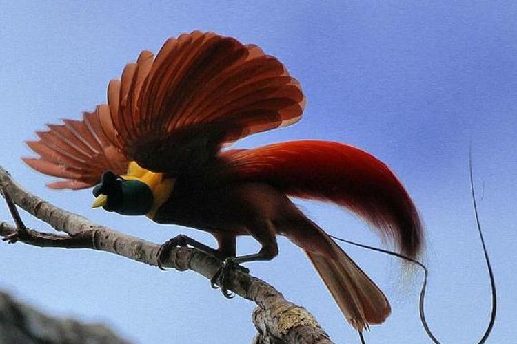 Burung Cendrawasih Merah berada di Kawasan Konservasi Cagar Alam Waigeo Barat, Kabupaten Raja Ampat, Provinsi Papua Barat. Burung eeksotis ini merupakan fauna identitas atau simbol fauna dari Provinsi Papua Barat.
