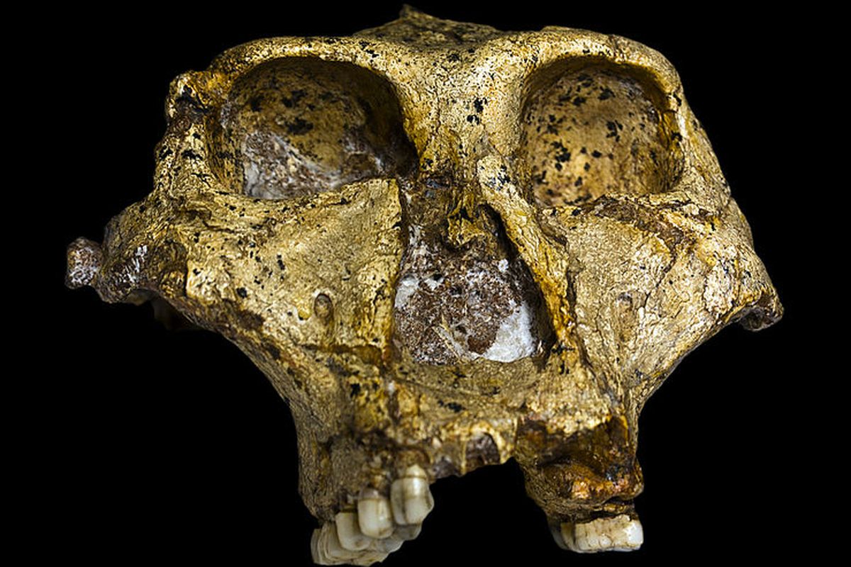 Paranthropus robustus merupakan spesies hominin yang punya kebiasaan memanjat pohon.