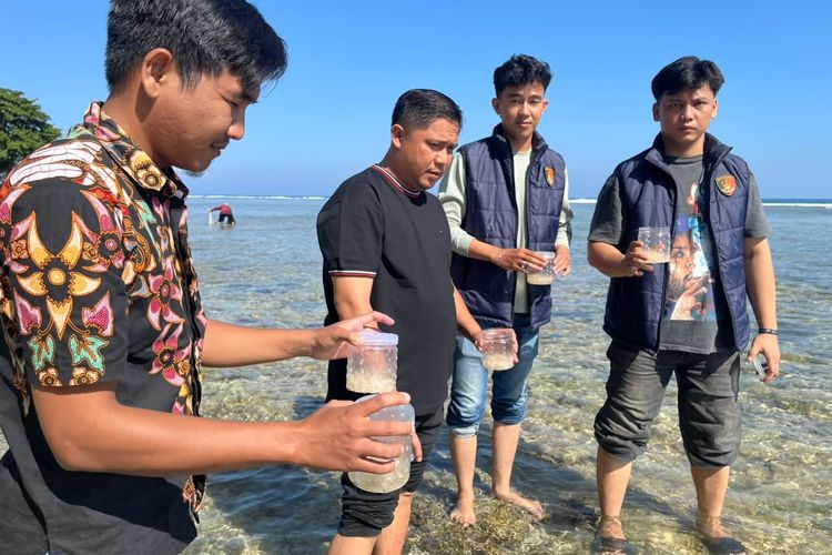 Bongkar Jual Beli Ilegal, Polisi Sita 9.000 Benih Lobster Senilai Rp1,3 M di Pesisir Barat