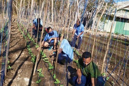 Lahan Berbatuan Diubah Jadi Kebun Sayur oleh TNI AU