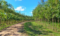 Agroforestri: Jembatan Adaptasi Perubahan Iklim dan Ketahanan Pangan