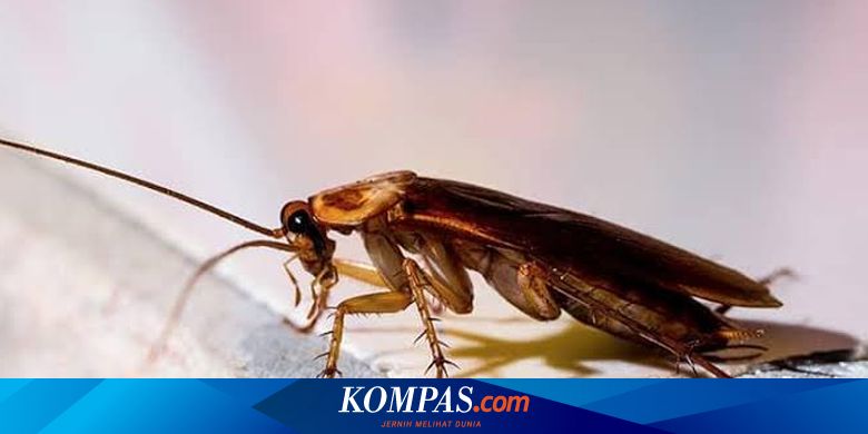 5 Bahan Alami Ini Terbukti Efektif Mengusir Kecoa Halaman All Kompas Com 5 Bahan Alami Ini Terbukti Efektif Mengusir Kecoa Halaman All Kompas Com