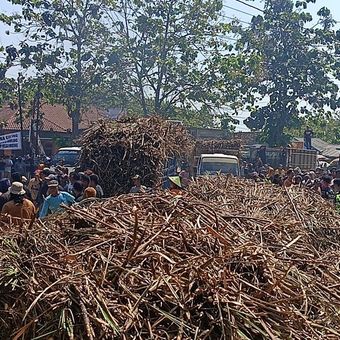 Sejumlah truk menumpahkan ribuan batang tebu di depan Pabrik Gula Gendhis Multi Manis (PG GMM), Desa Tinapan, Kecamatan Todanan, Kabupaten Blora, Jawa Tengah, Senin (1/6/2026)