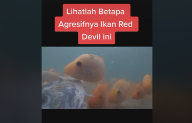 Ikan red devil di Danau Toba