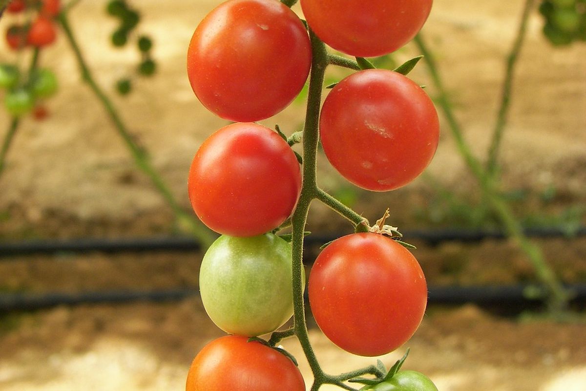 ilustrasi tanaman tomat ceri