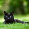 7 Mitos Spiritual tentang Kucing Hitam yang Jarang Diketahui