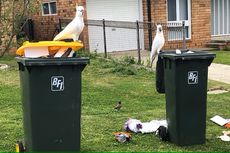 Burung Kakatua di Australia Bisa Buka Tong Sampah, Jadi Masalah Warga