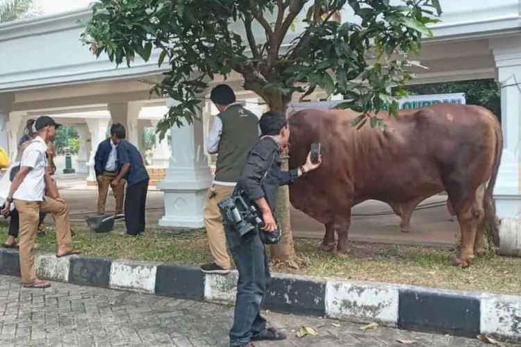 Presiden Joko Widodo (Jokowi) membeli dua sapi dari Kecamatan Malingping, Kabupaten Lebak, Provinsi Banten, Rabu (28/6/2023).