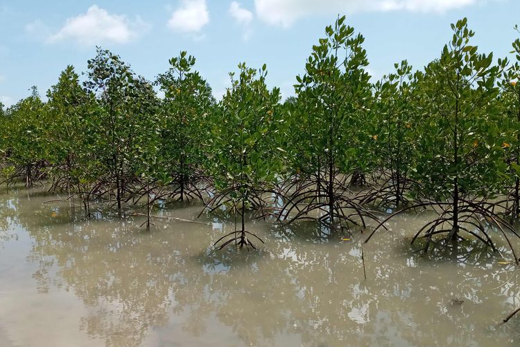 Deretan hutan mangrove yang sengaja ditanam di Pantai Rebo, Bangka, Kepulauan Bangka Belitung, 2023.