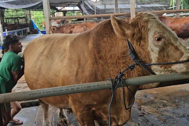 Bruno, Sapi Kurban Presiden Prabowo yang Dibeli dari Peternak Madiun, Dapat Porsi Makan Khusus