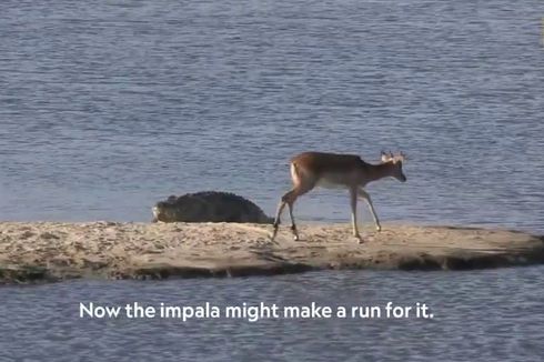 Video Tampilkan Pergulatan Mustahil antara Impala, Buaya dan Kuda Nil