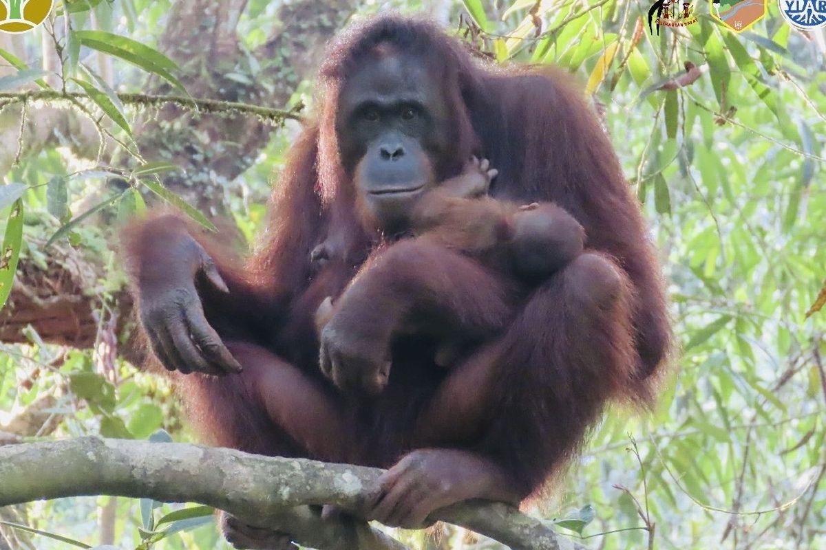 Seekor orangutan betina hasil rehabilitasi bernama Santi (13), melahirkan bayi betina sehat yang diberi nama Julia di Taman Nasional Bukit Baka Bukit Raya (TNBBBR), Kabupaten Melawi, Kalimantan Barat (Kalbar). 