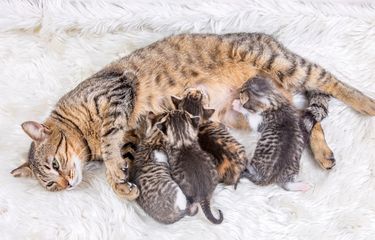 Ramai soal Anak Kucing Menyusu ke Kucing Jantan, Apa Penyebabnya ...