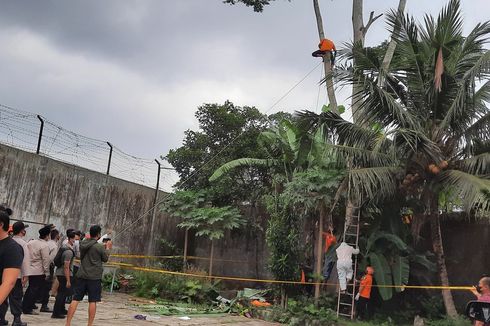 Seorang Pria Ditemukan Tewas Tergantung di Pohon Albasia, Hamidun: Saya Kira Bantal Guling Awalnya