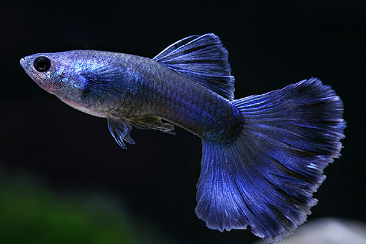 electric blue guppy