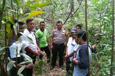 Bikin Resah, Harimau Sumatera Mangsa Sejumlah Anak Sapi Milik Warga