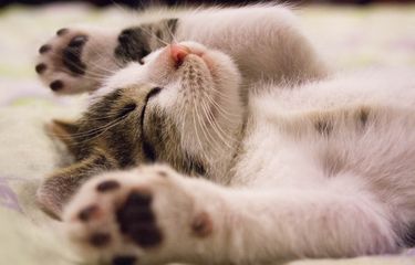 Penyebab dan Cara Menghentikan Kebiasaan Kucing Naik ke Kasur ...
