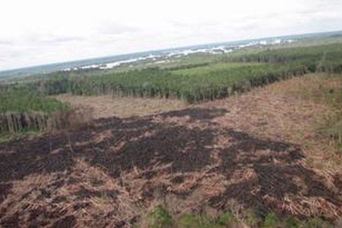 Pembukaan hutan ilegal dilakukan secara besar-besaran di kawasan Cagar Biosfer Giam Siak Kecil - Bukit Batu Riau