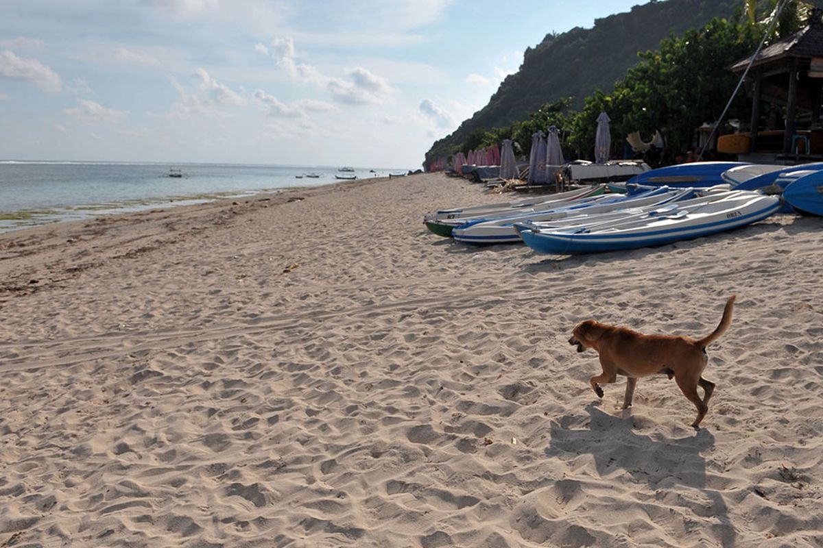 Seekor anjing berjalan di kawasan wisata Pantai Pandawa yang ditutup sementara di Badung, Bali, Sabtu (21/3/2020). Pengelola sejumlah destinasi pariwisata di wilayah Kabupaten Badung seperti Pantai Pandawa, kawasan Garuda Wisnu Kencana, Hutan Kera Sangeh serta Taman Ayun mulai menghentikan operasionalnya sementara sebagai salah satu upaya pencegahan penyebaran COVID-19 atau Virus Corona.