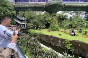 Pengunjung Ragunan Kagum Lihat Aksi Gorila Komu Rayakan Ultah: Lucu Banget