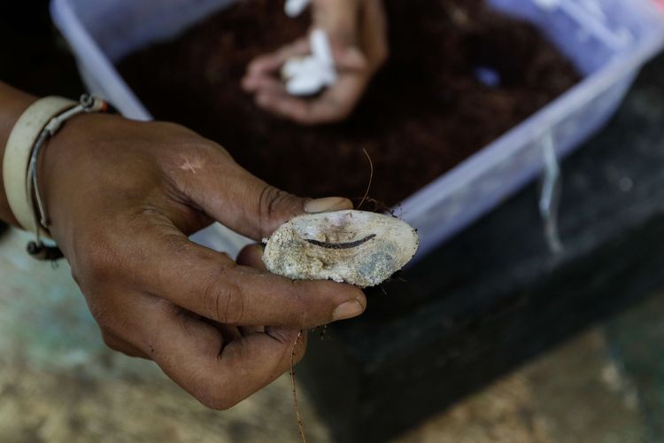 Anggota Komunitas Ciliwung Depok, Erwandi Supriadi memperlihatkan telur ular di Depok, Jawa Barat, Rabu (18/12/2019).   Akhir-akhir ini di beberapa rumah warga di wilayah di Jabodetabek banyak ditemui kasus penemuan ular liar.