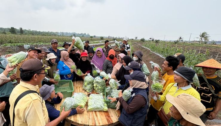 Pasok Sayuran Program MBG, Petani Transmigrasi Bangka Selatan Terjamin
