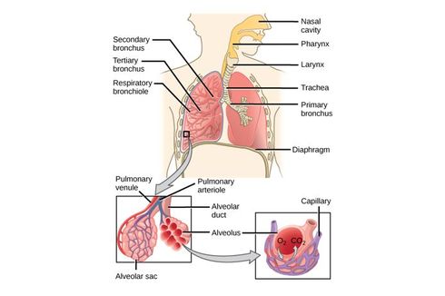 Organ Pernapasan yang Berperan sebagai Alat Penyaring dan Penghangat