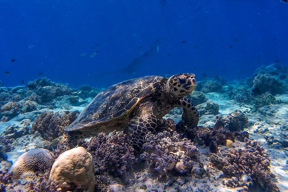 Penyu yang Kompas.com temui saat snorkeling di perairan Gili Trawangan, Lombok, Selasa (5/9/2023).