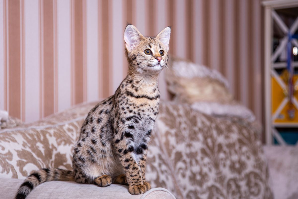 Ilustrasi kucing Savannah.