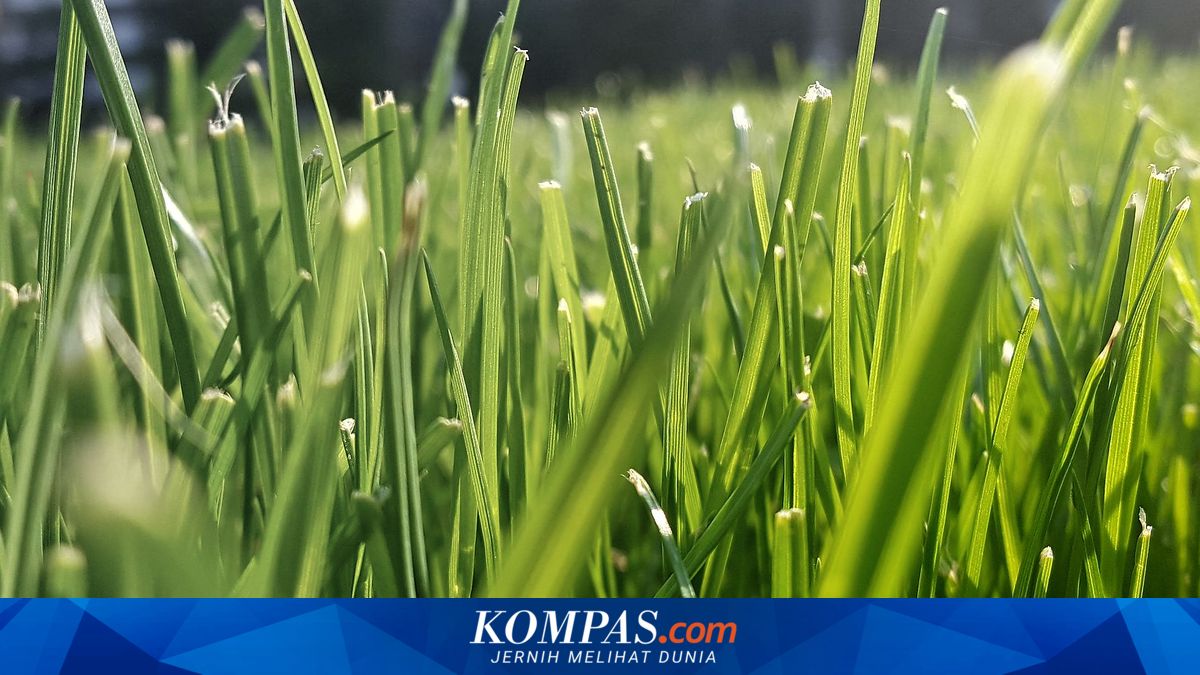 5 Penyebab Rumput Menguning dan Cara Mengatasinya