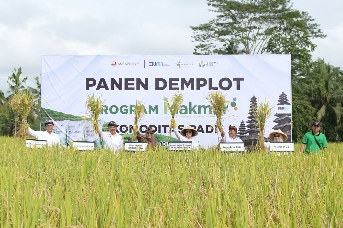 Panen demonstration plot (demplot) program Makmur di Desa Keliki, Kecamatan Tegallalang, Gianyar, Bali.