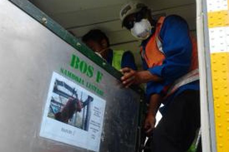 Bajuri, satu dari 10 orangutan hasil rehabilitasi BOSF, tengah dimasukkan dalam pesawat charter Airfast Indonesia dengan nomor penerbangan PK-OCJ. Bajuri dkk diterbangkan ke Muara Wahau, Kutim, untuk dilepasliarkan di hutan Kehje Sewen. 