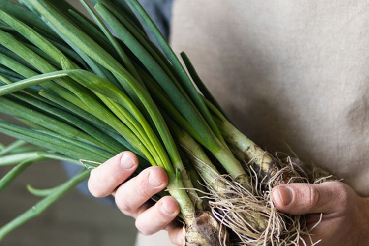 Ilustrasi daun bawang. 