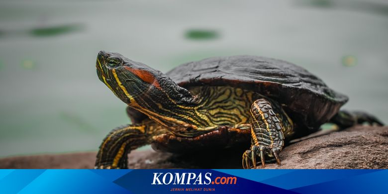 3 Cara Memelihara Kura-Kura dengan Mudah