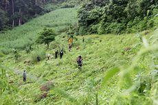 Polisi, TNI, dan Warga Musnahkan 9 Hektar Ganja di Aceh Besar