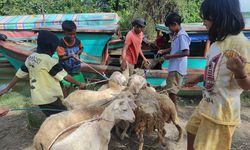Melalui Program THK, Dompet Dhuafa Distribusikan 30 Hewan Kurban ke Sumut